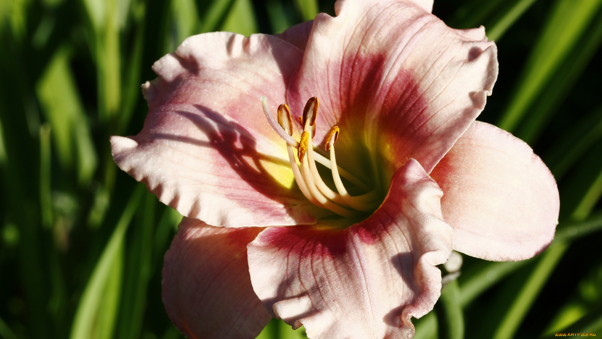 цветы, лилии, , лилейники, август, дача, красота, лето, лилейники, макро, природа, сад, солнце, утро, флора, цветение