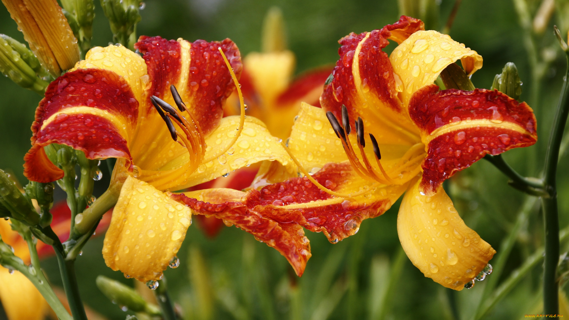 цветы, лилии, , лилейники, август, сад, лилейники, лето, капли, дождя, дача, дождь