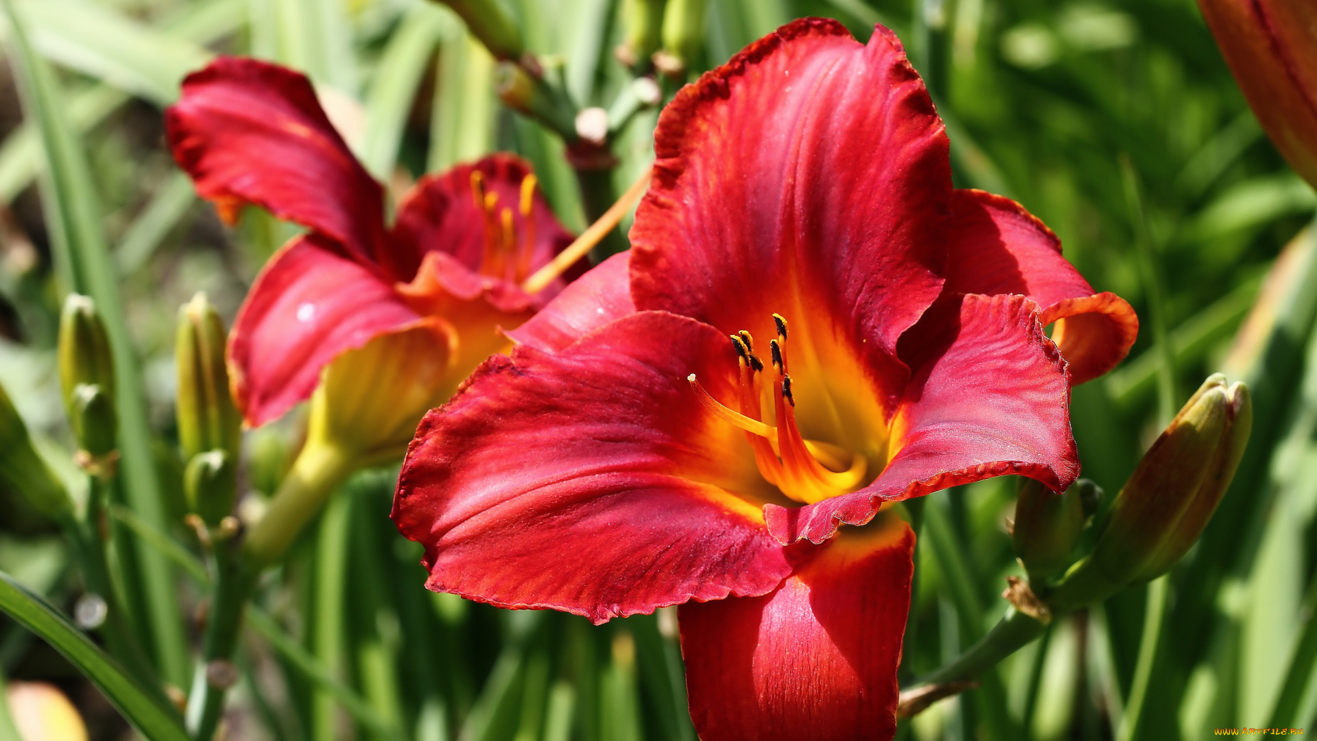 цветы, лилии, , лилейники, дача, июль, красота, лето, лилейники, нфд, природа, сад, флора