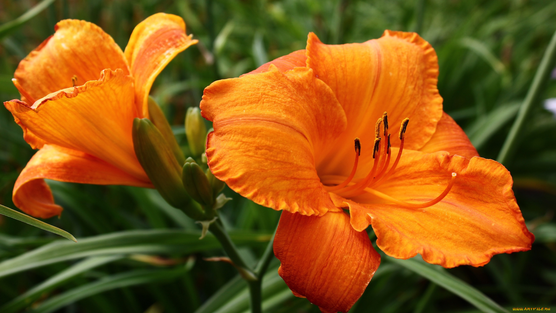 цветы, лилии, , лилейники, дача, лето, лилейники, рц, сад, цк