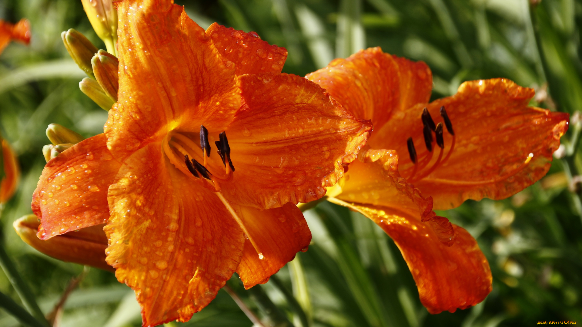 цветы, лилии, , лилейники, дождь, дача, август, сад, лилейники, лето, капли, дождя