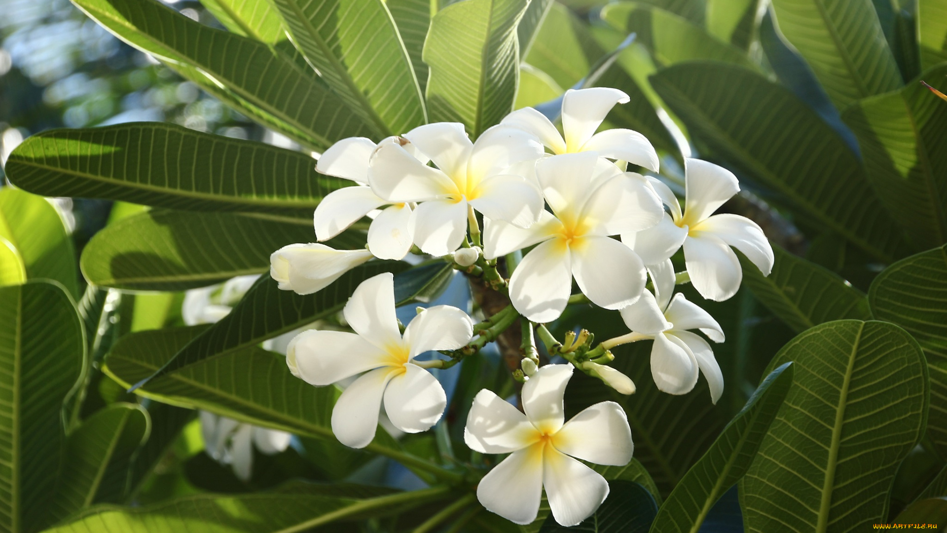 цветы, плюмерия, франжипани, тропические, муйне, вьетнам, путешествие, вьетнама
