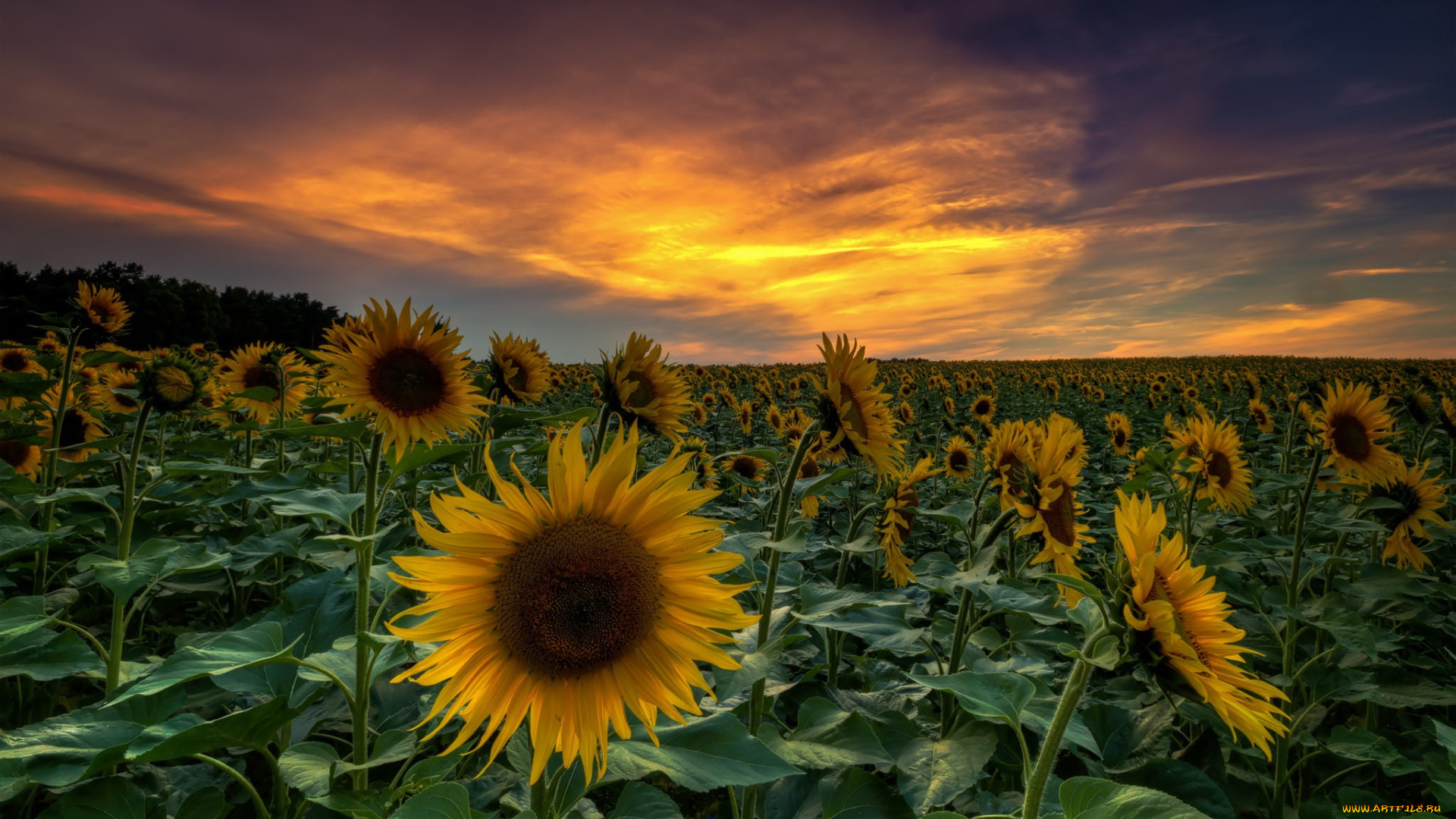 цветы, подсолнухи, закат, поле