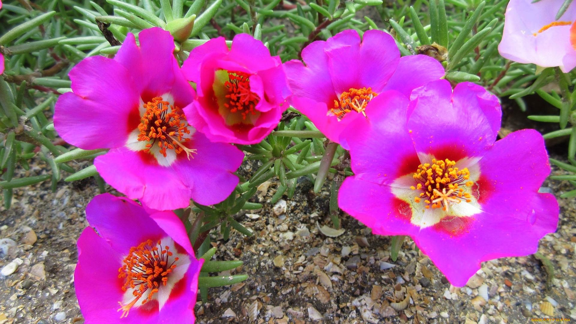 цветы, портулак, лето, солонец