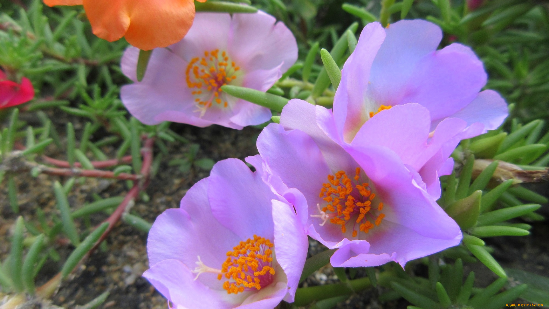 цветы, портулак, лето, солонец