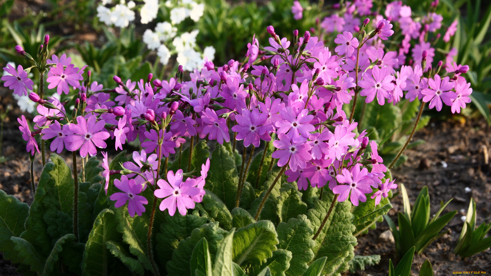 цветы, примулы, цветение, сад, примула, мбг, весна, дача, май