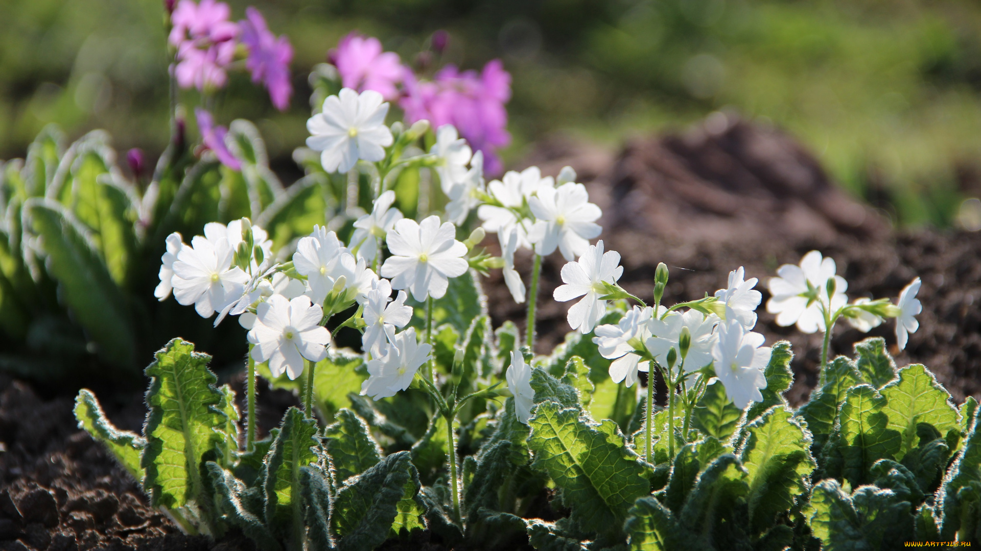 цветы, примулы, примула, май, красота, весна, весеннецветущие
