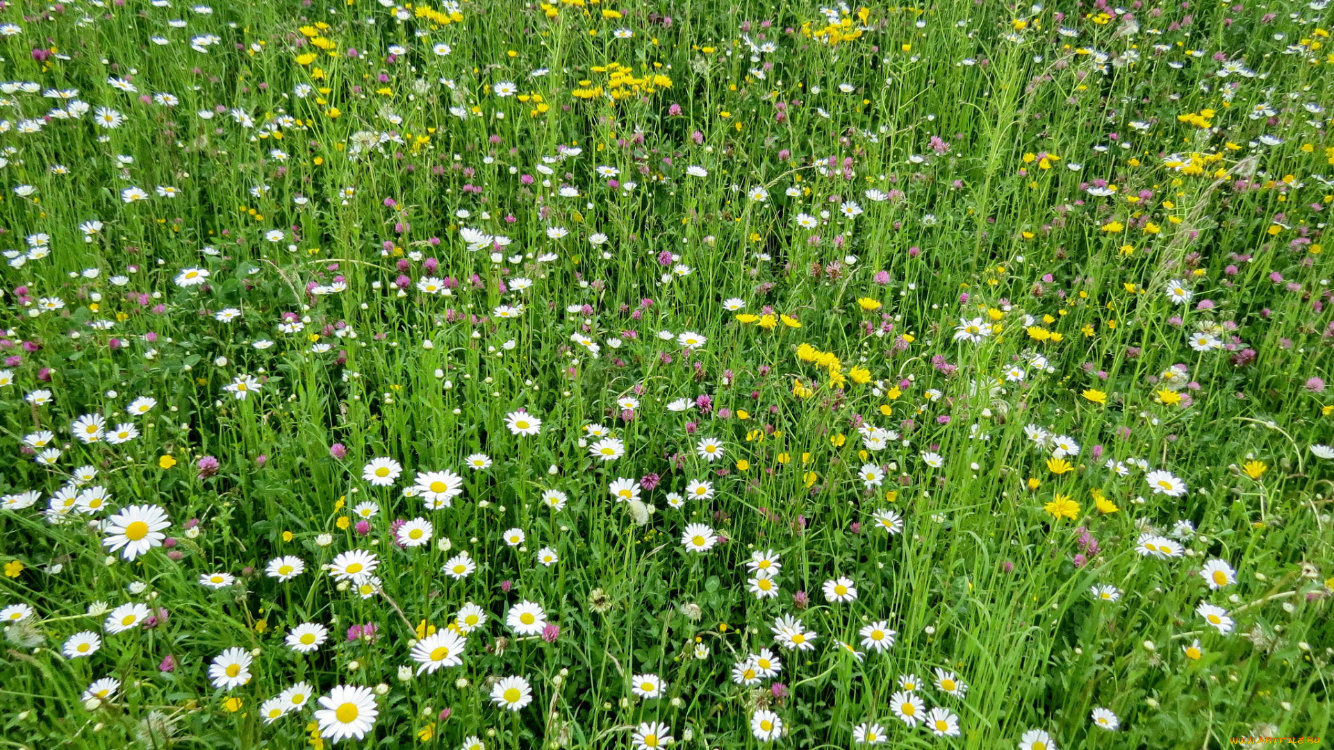 цветы, разные, вместе, луг