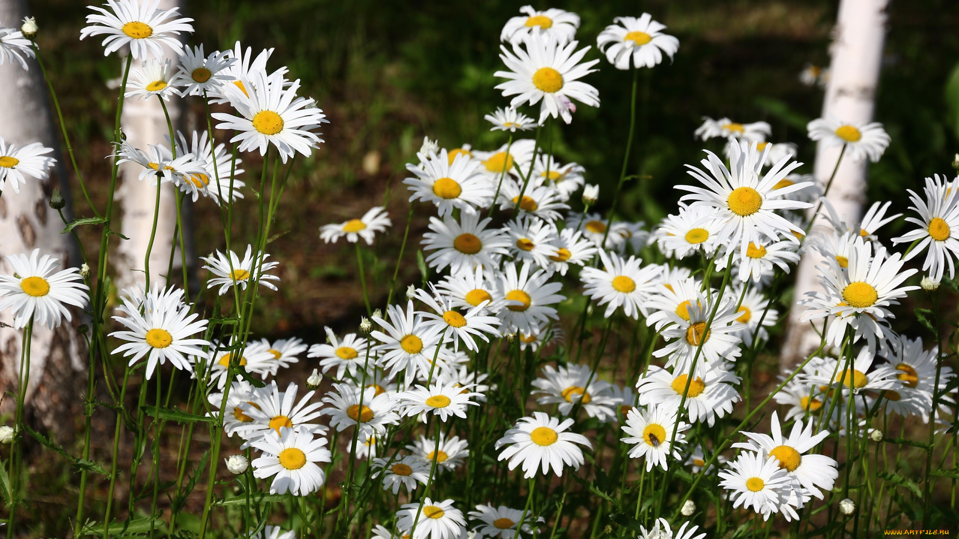 цветы, ромашки, июнь, лето, цветение