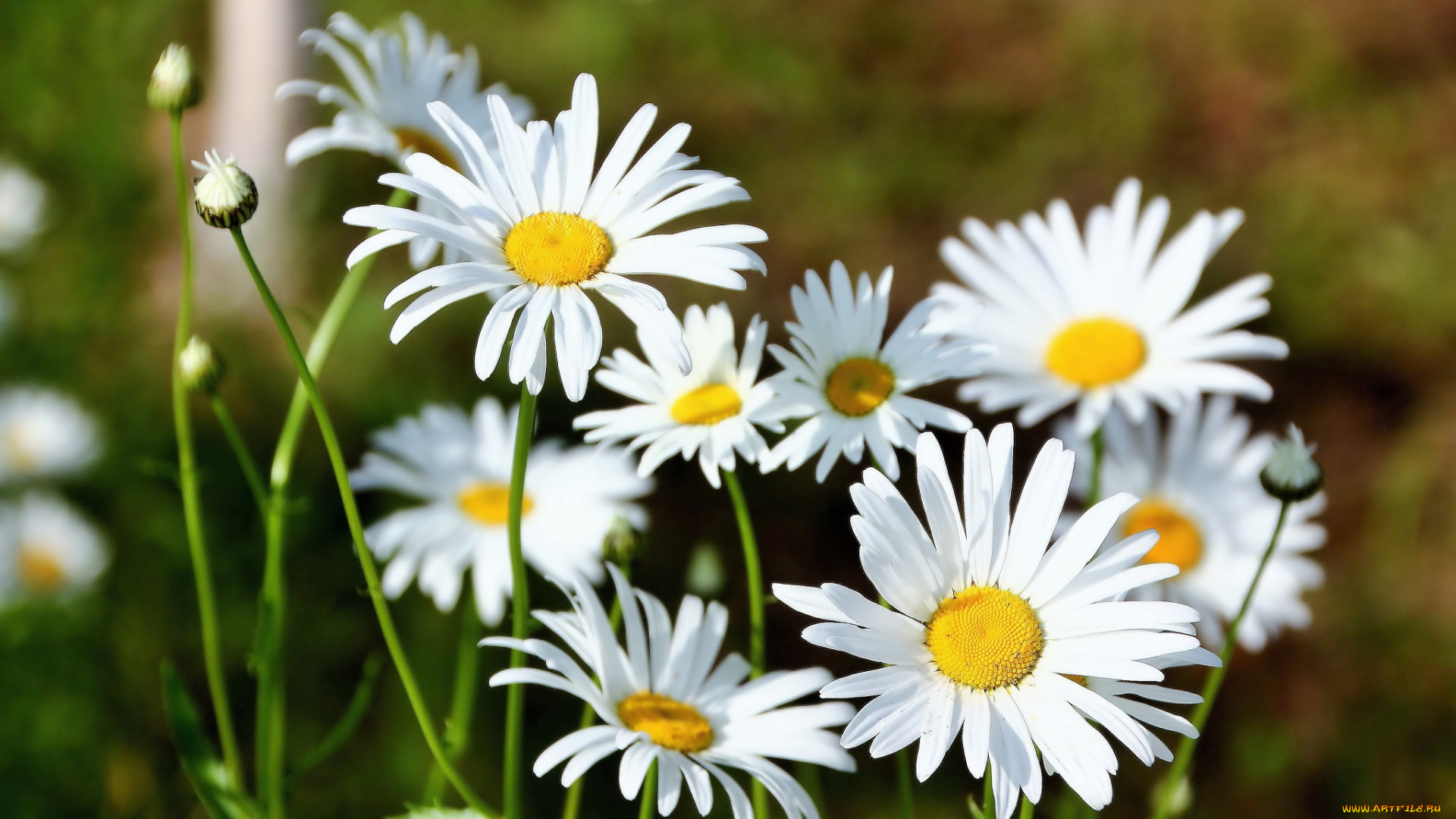 цветы, ромашки, лето