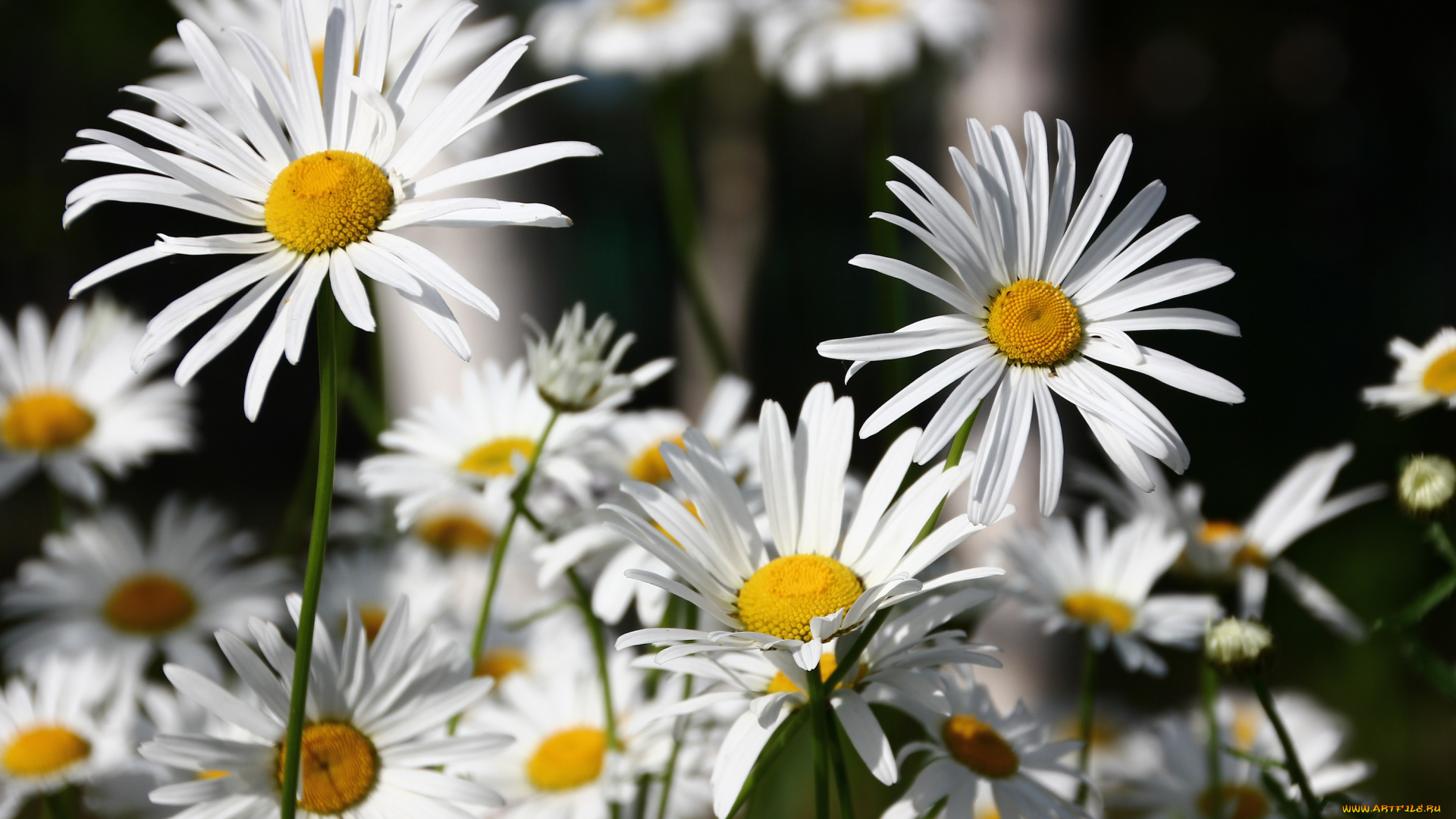 цветы, ромашки, ромашка, лепестки, цветение, белая