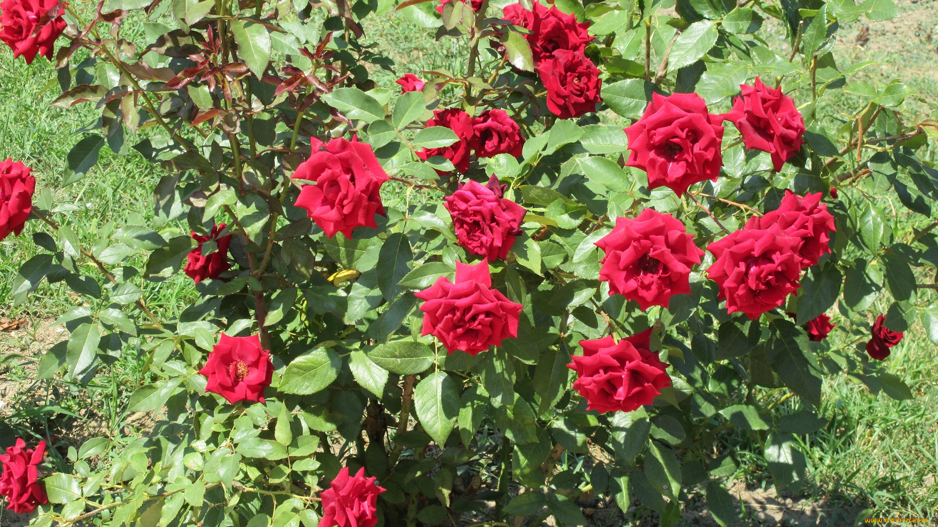 цветы, розы, красные