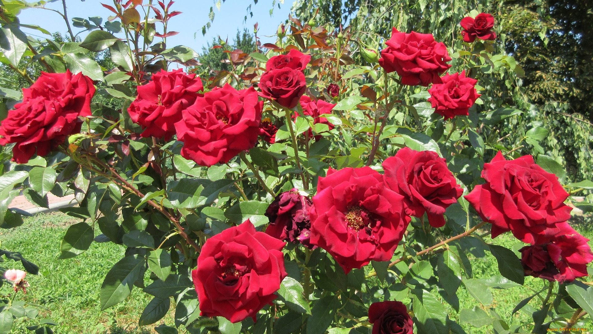 цветы, розы, красные