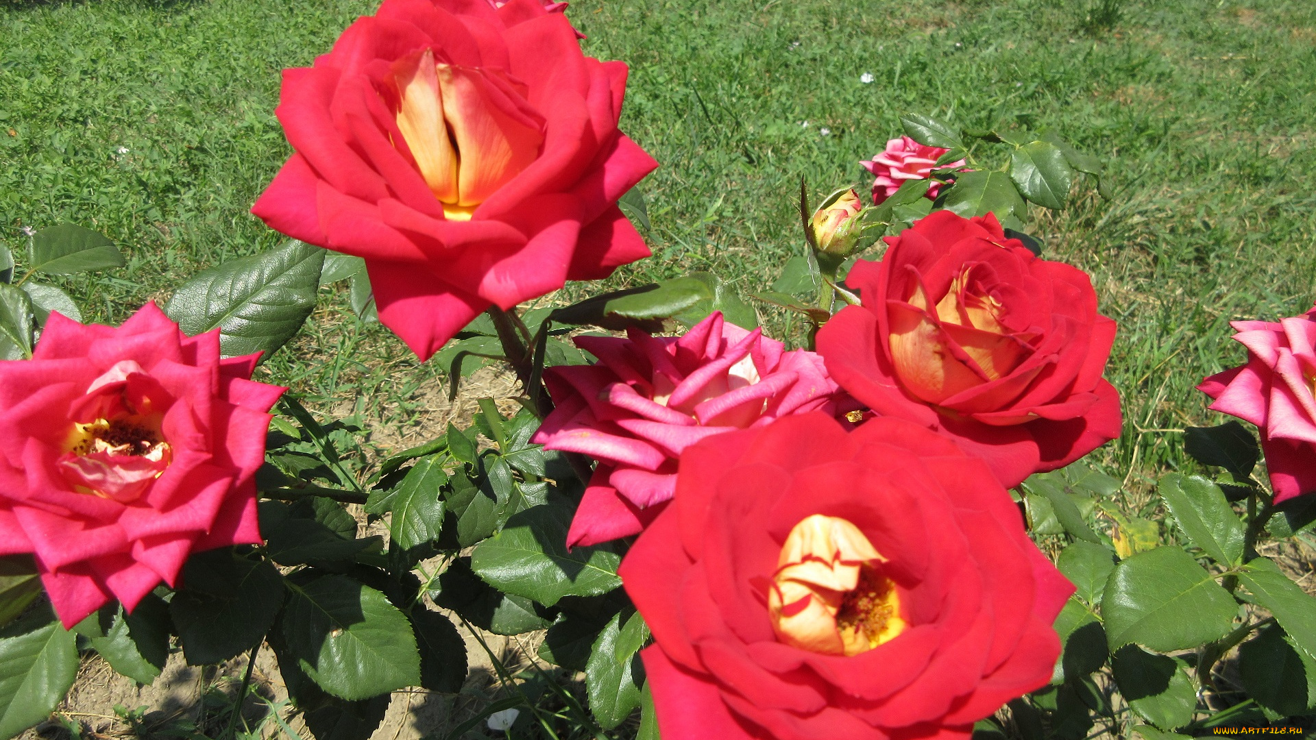 цветы, розы, красные