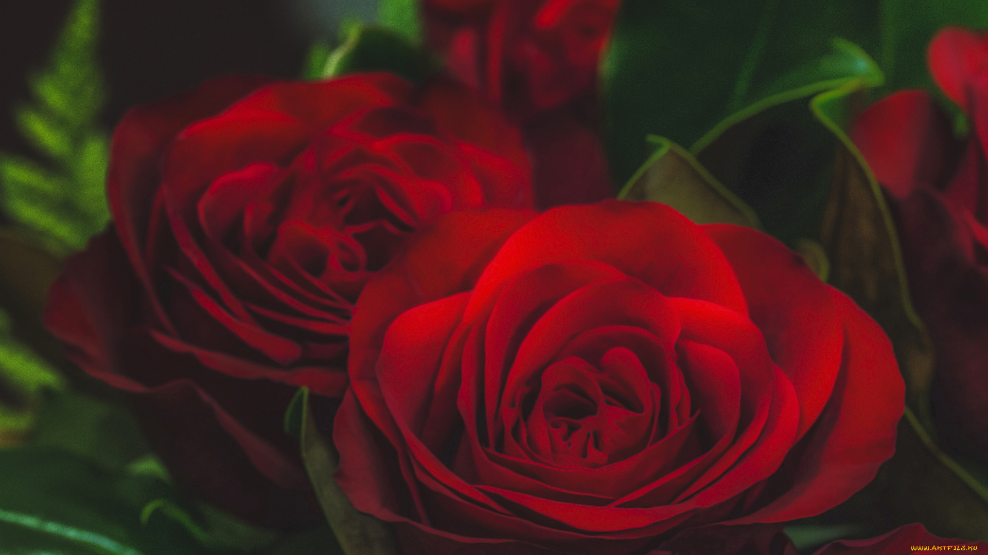 цветы, розы, листья, лепестки, blossoms, бутон, leaves, petals, bud, rose, цветение, роза