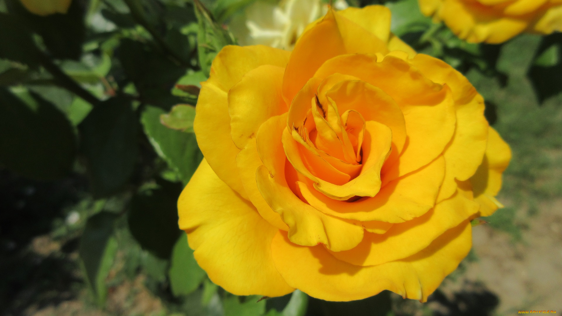 цветы, розы, жёлтые