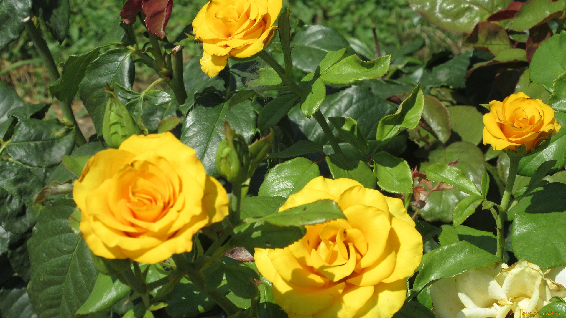 цветы, розы, жёлтые