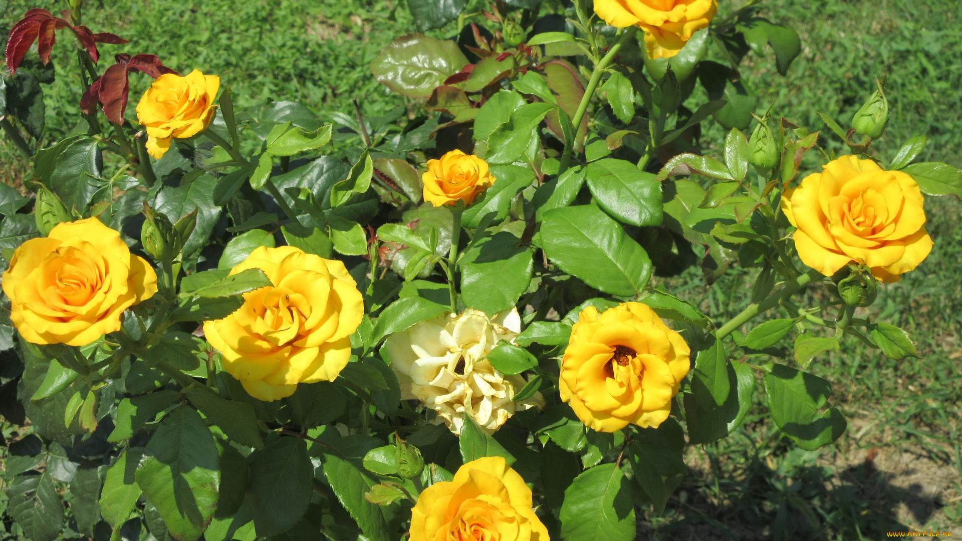 цветы, розы, жёлтые