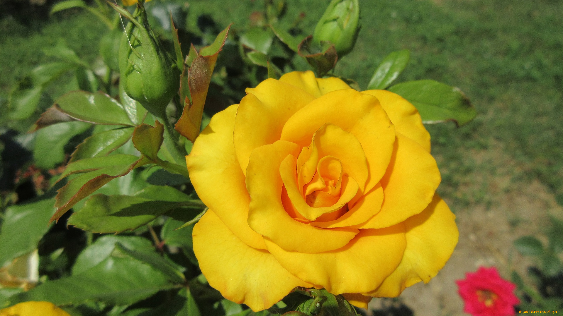 цветы, розы, жёлтые