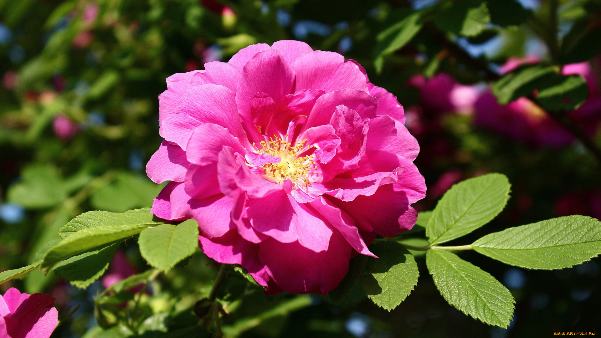 цветы, шиповник, дикая, роза, июнь, лето, солнце, цветение, цк