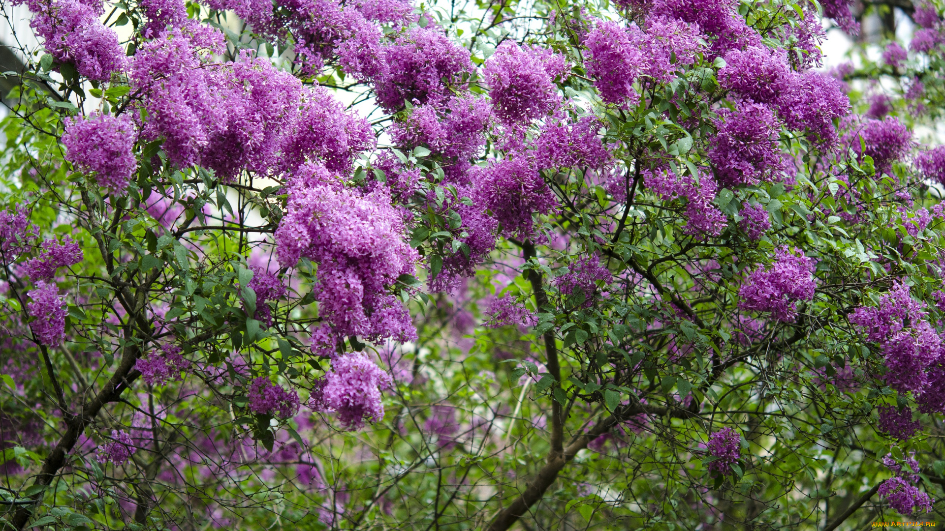 цветы, сирень, фиолетовая