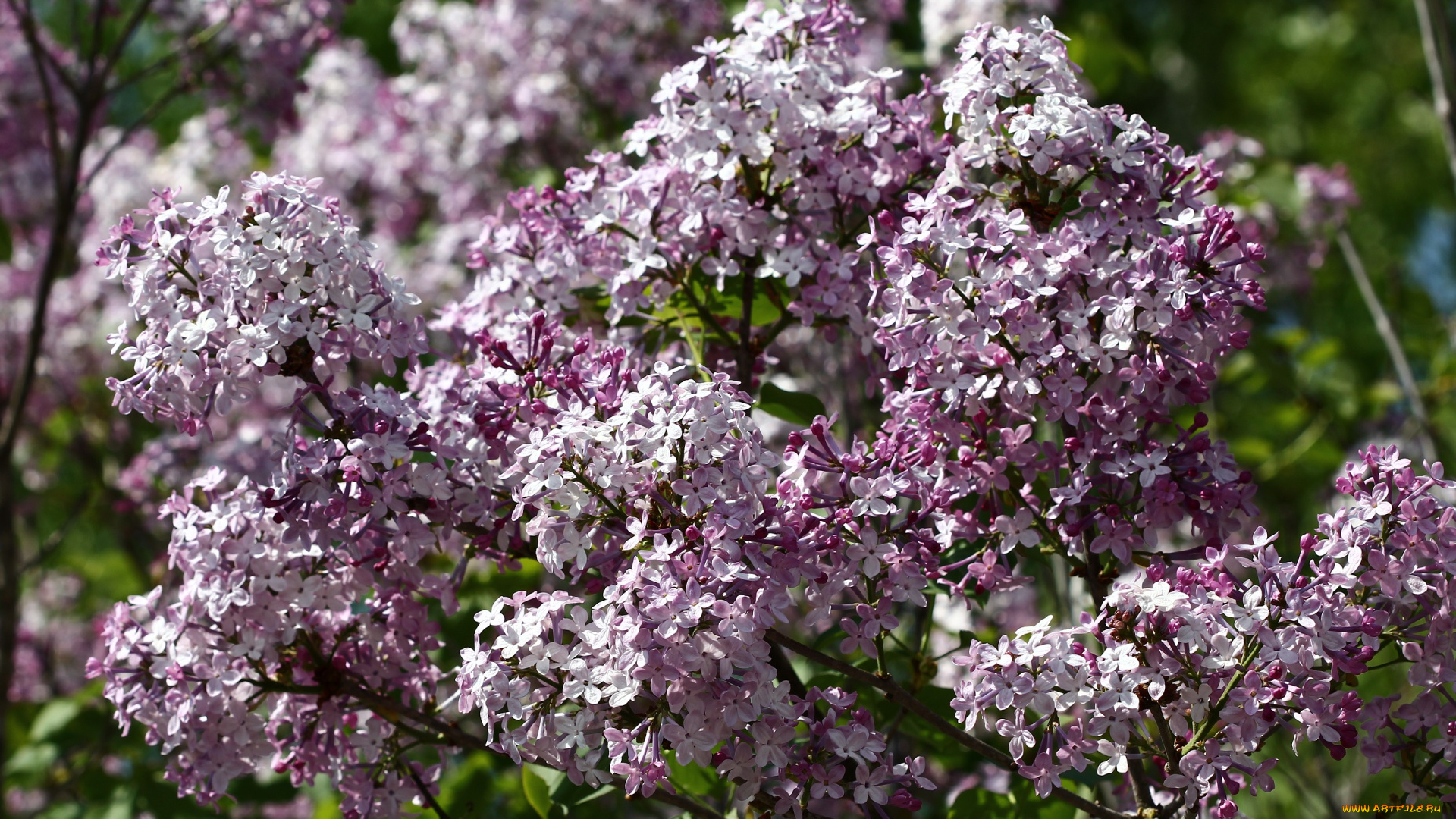 цветы, сирень, сад, весна, дача, май, цветение