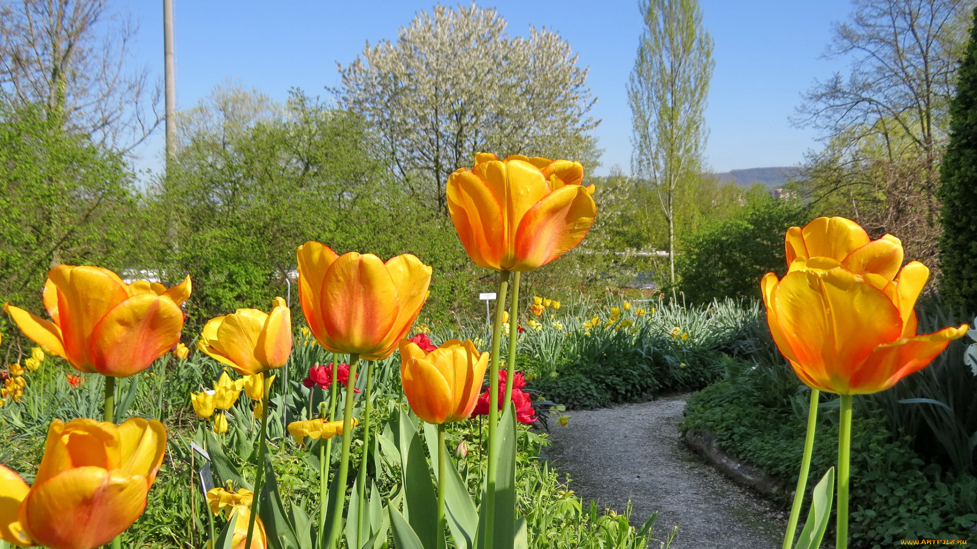 цветы, тюльпаны