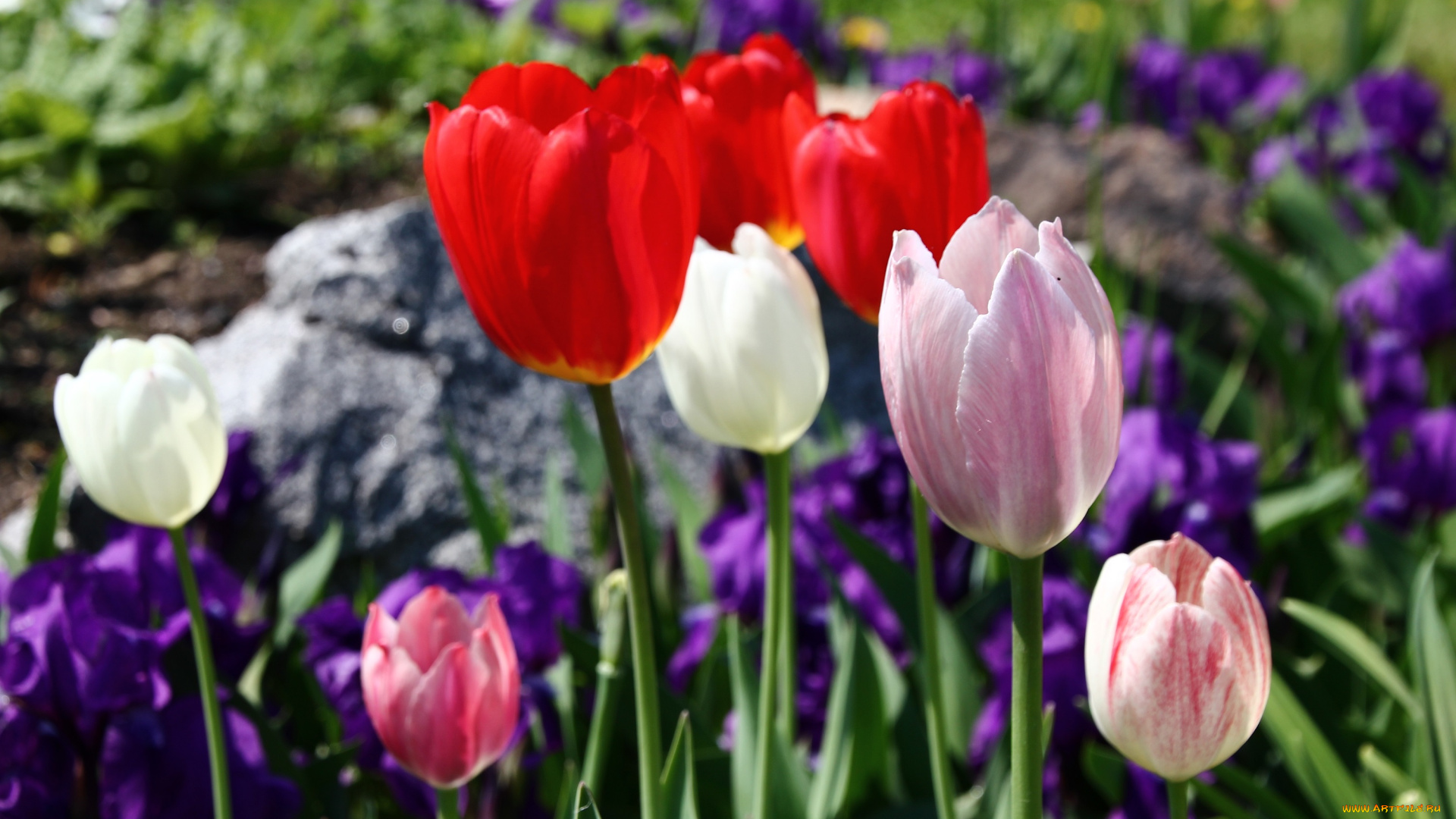 цветы, тюльпаны, бутоны, лепестки, цветение, капли