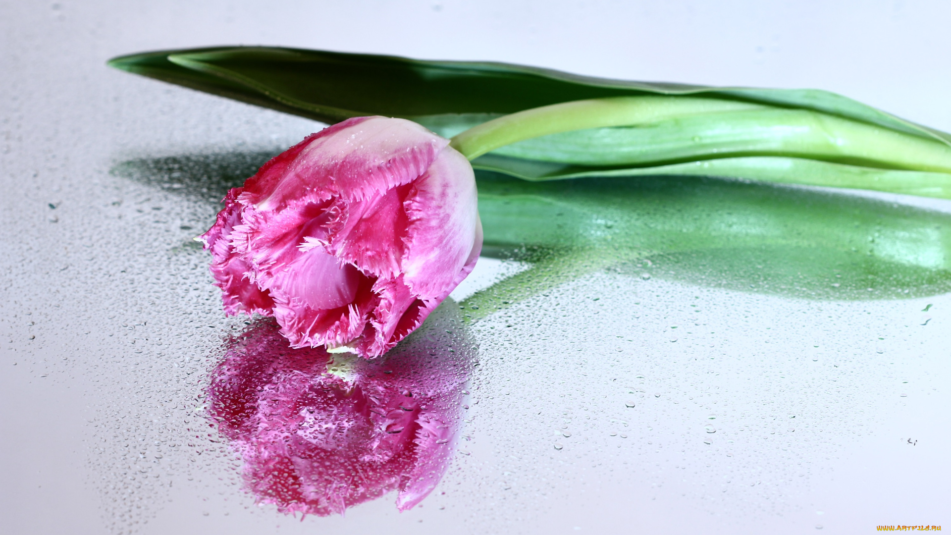 цветы, тюльпаны, весна, март, нфд, отражение, цк