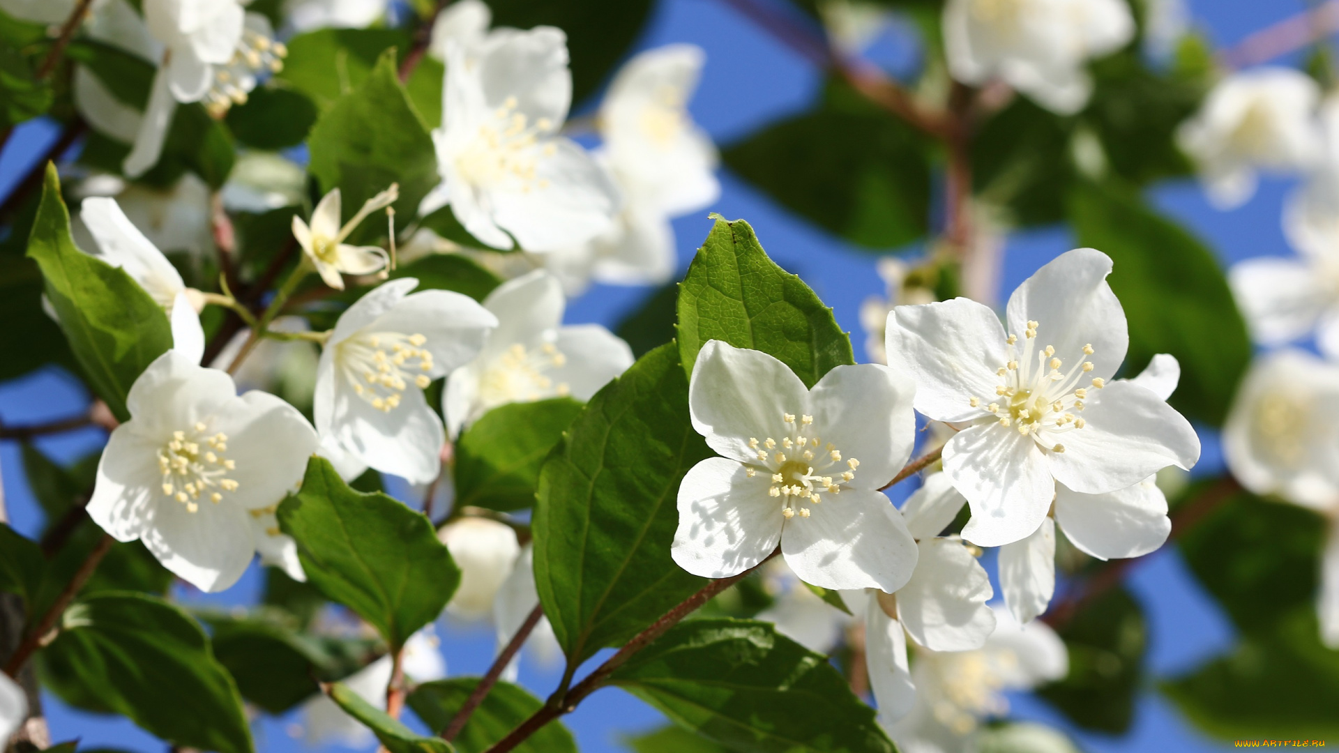 цветы, жасмин, цветущие, кустарники, июнь, чубушник, цветение