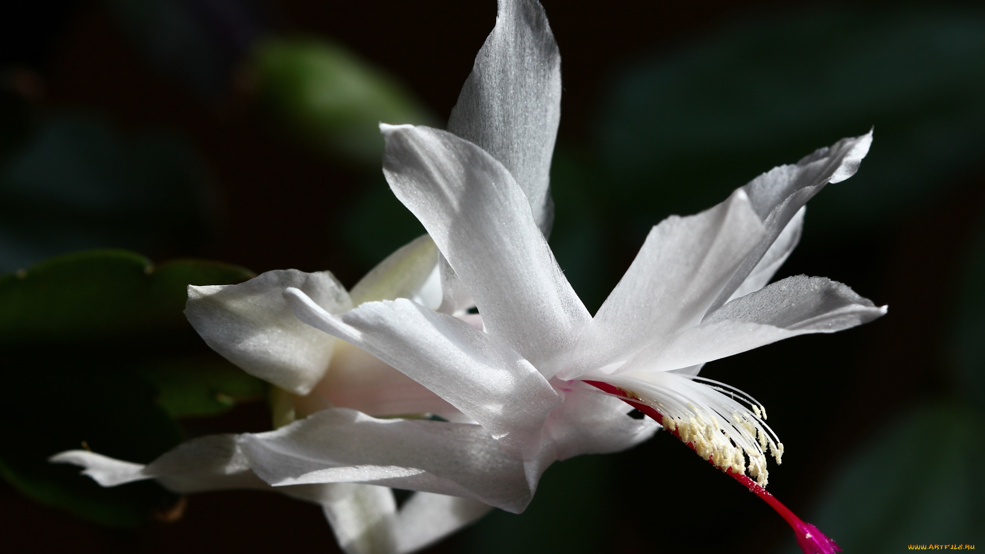 декабристы, цветы, кактусы, весна, домашние, красота, лесные, март, дома, на, окне, шлюмбергера