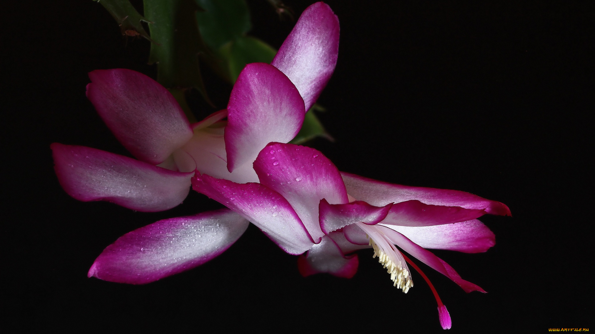 декабристы, цветы, кактусы, зигокактусы, зима, комнатные, красота, нфд, дома, шлюмбергера