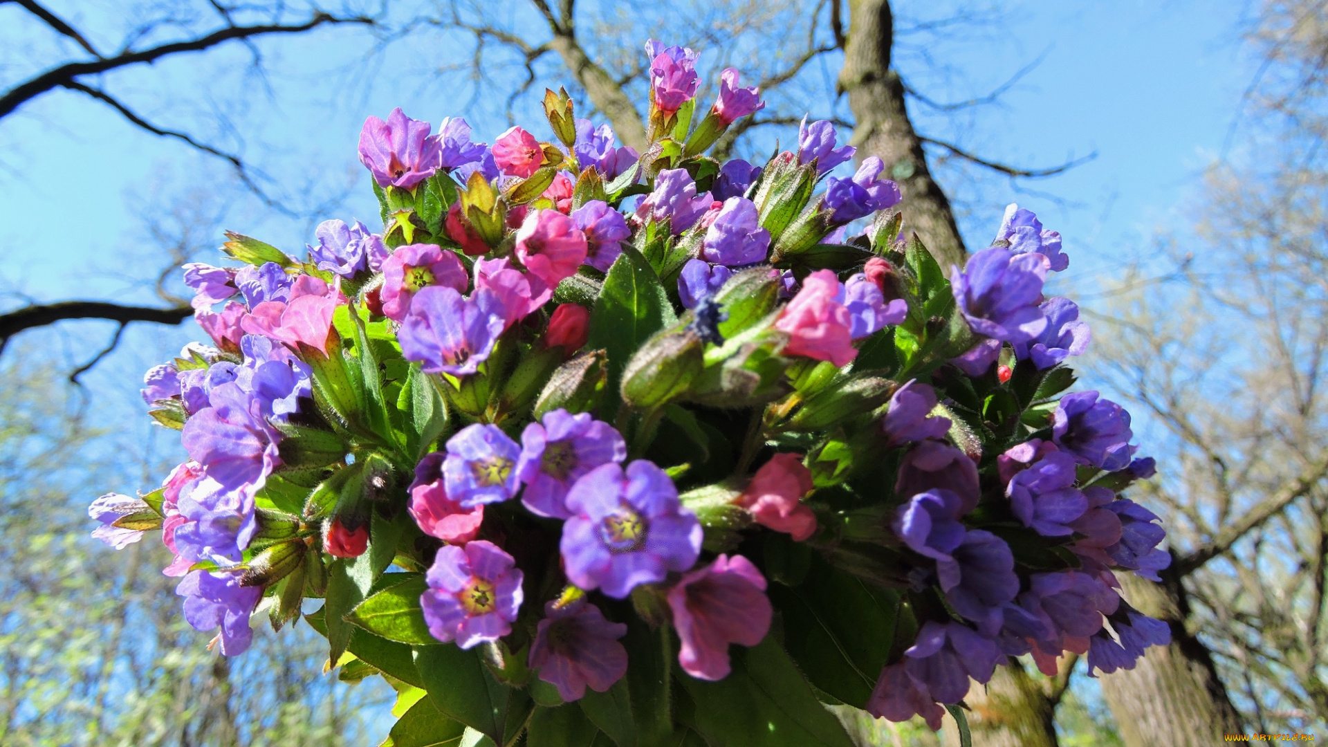 медуница, цветы, smithiantha, букет, весна, красота, лес, небо, фото