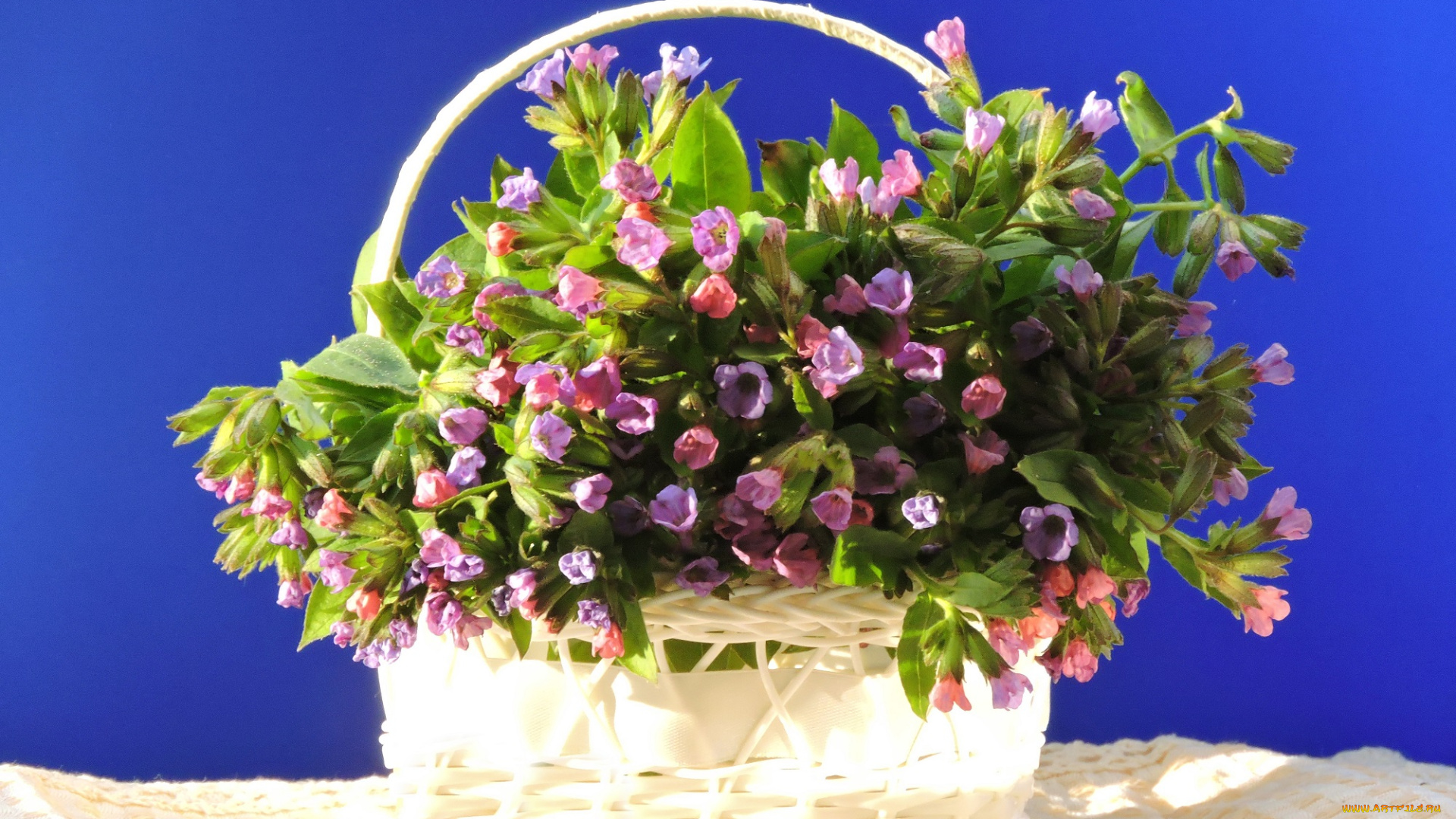 медуница, цветы, весна, корзинка, красота, натюрморт, фото