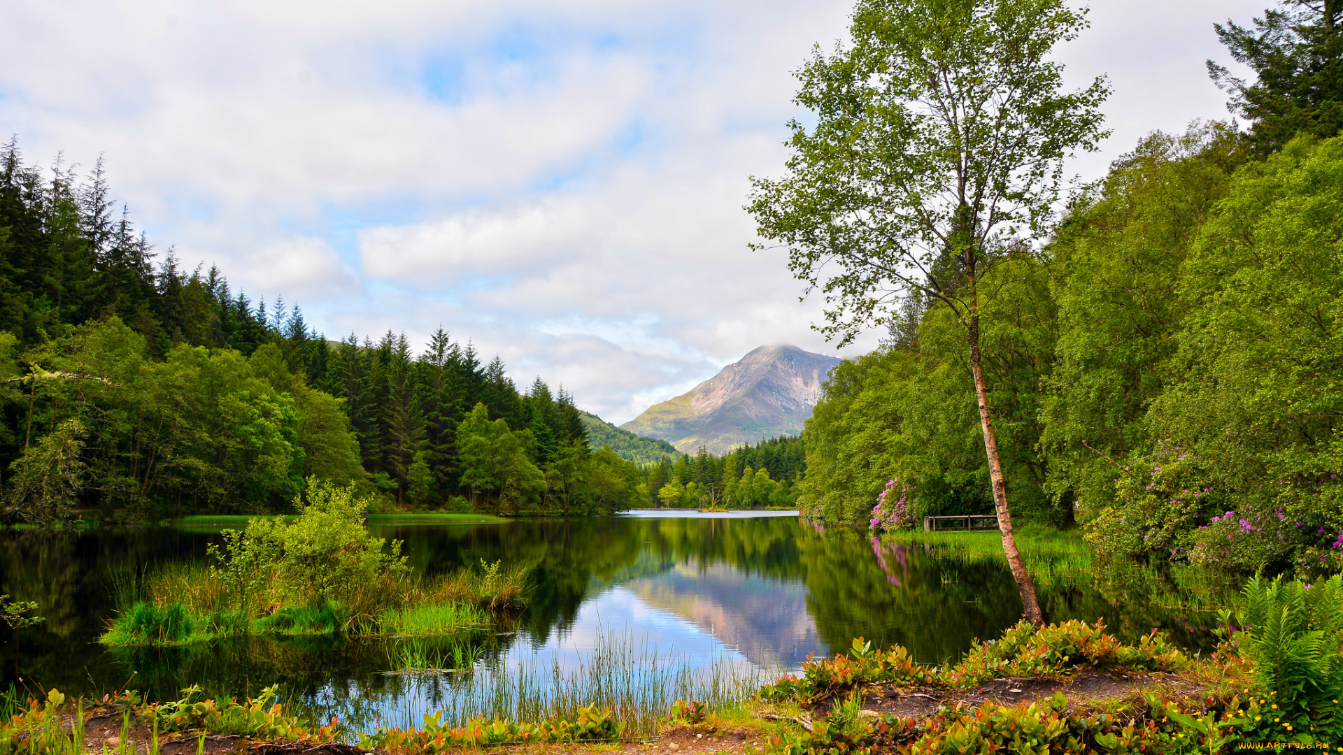 природа, реки, озера, лес, река