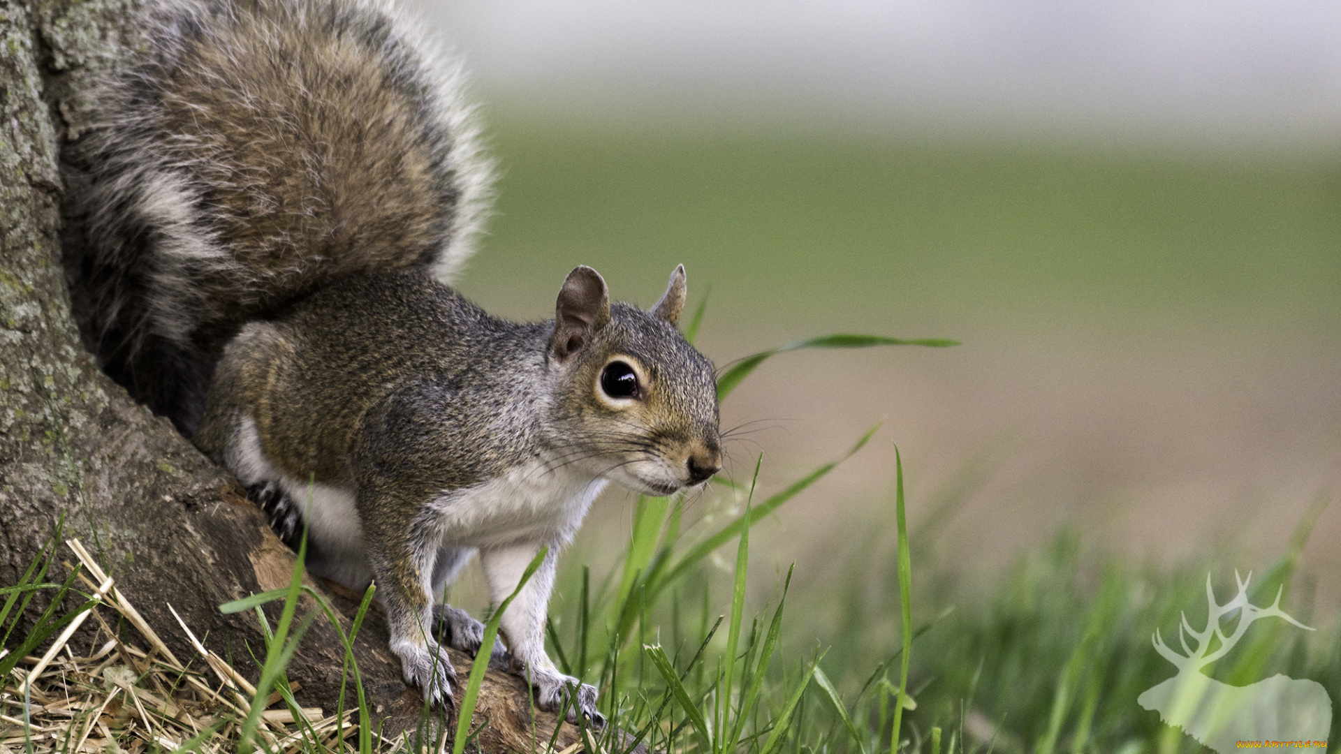 животные, белки, белка, ушка, лапки, хвостик, милашка