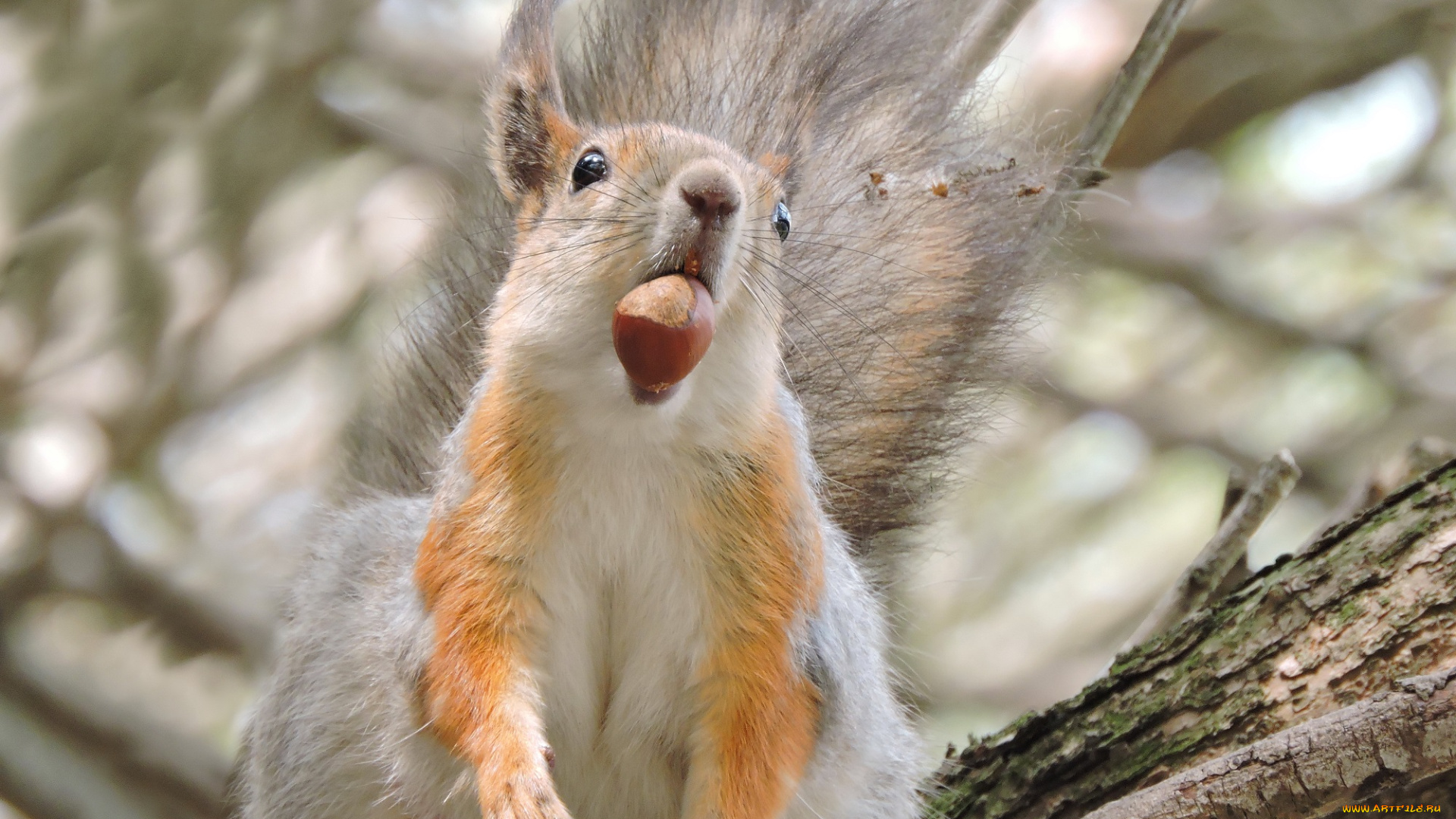 животные, белки, smithiantha, белка, грызуны, лес, орех, портрет, фото