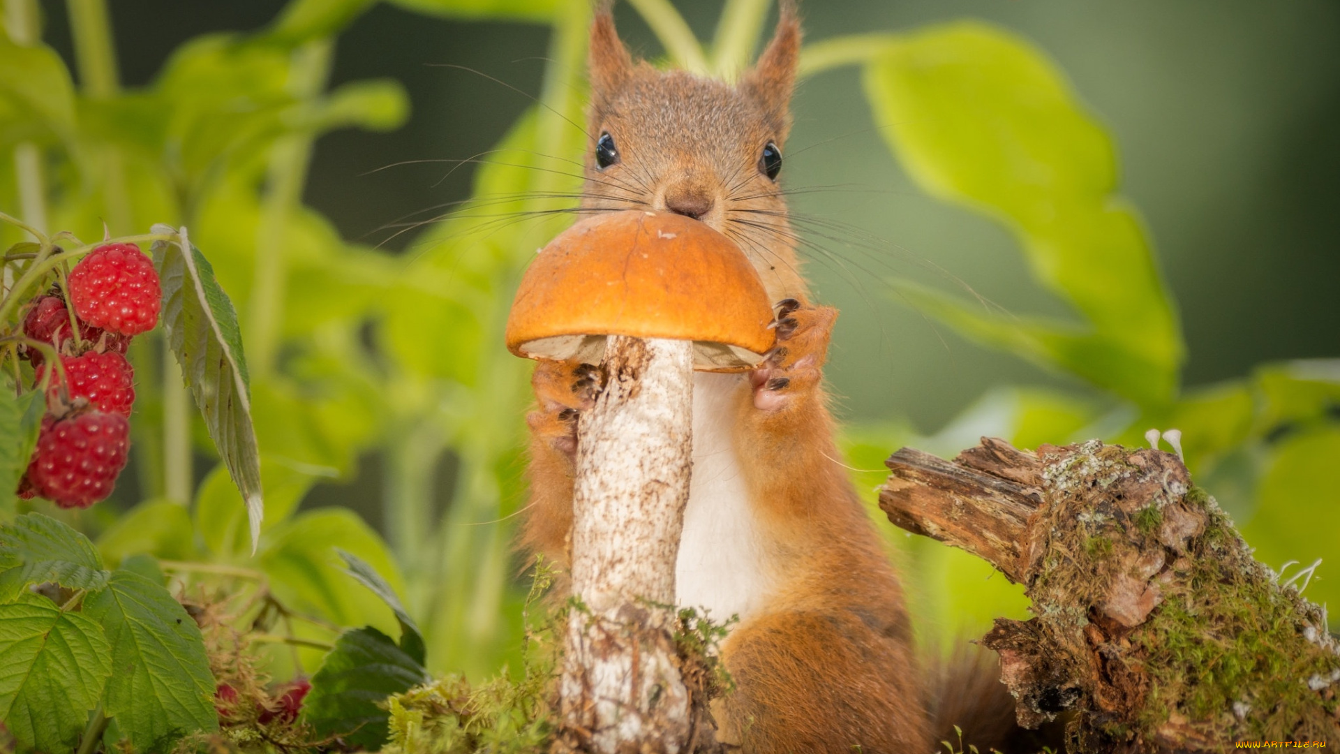 животные, белки, ягоды, природа, листья, грызун, белка, зверёк, гриб, малина, животное