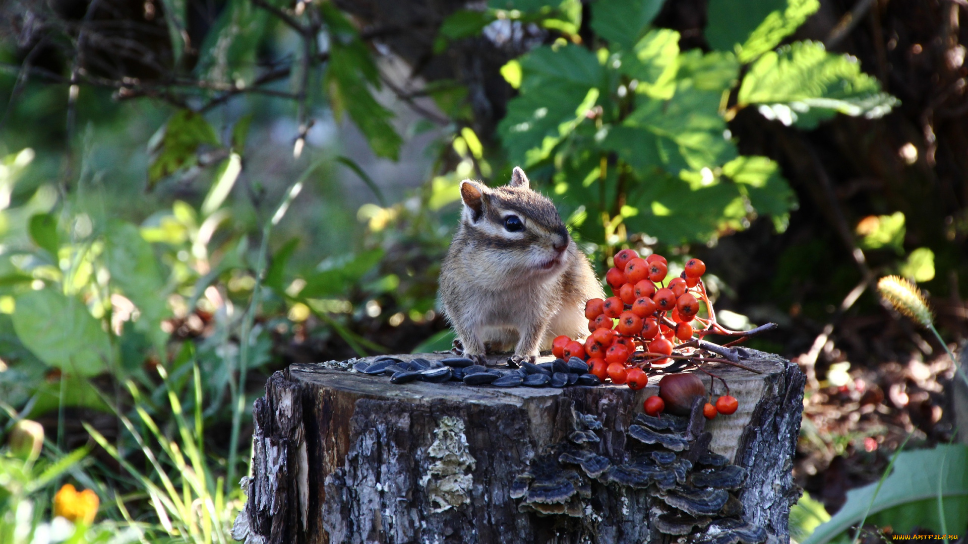животные, бурундуки, грызуны, дальний, восток, дача, дикие, хабаровск