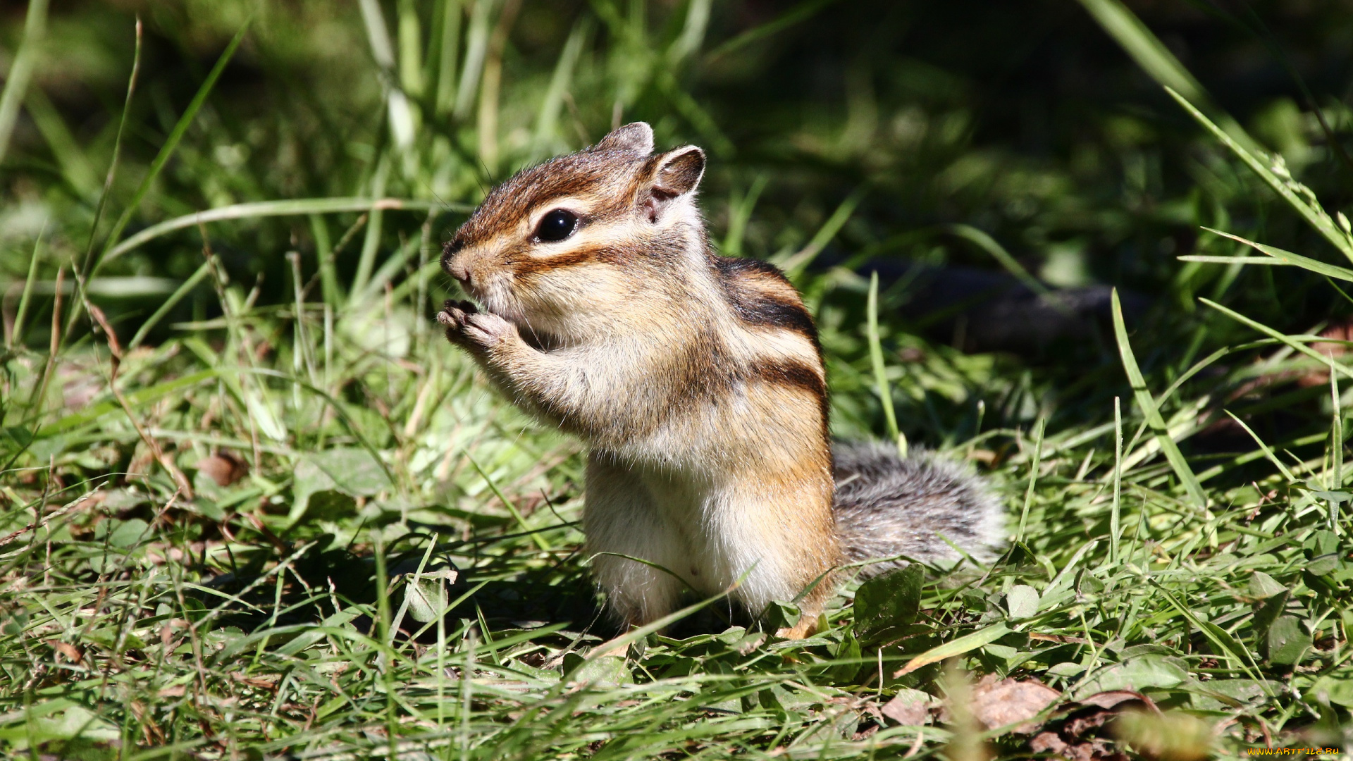животные, бурундуки, грызуны, дальний, восток, дикие, хабаровск
