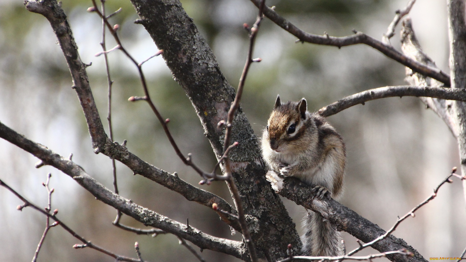 животные, бурундуки, весна, грызуны, дальний, восток, дача, дикие
