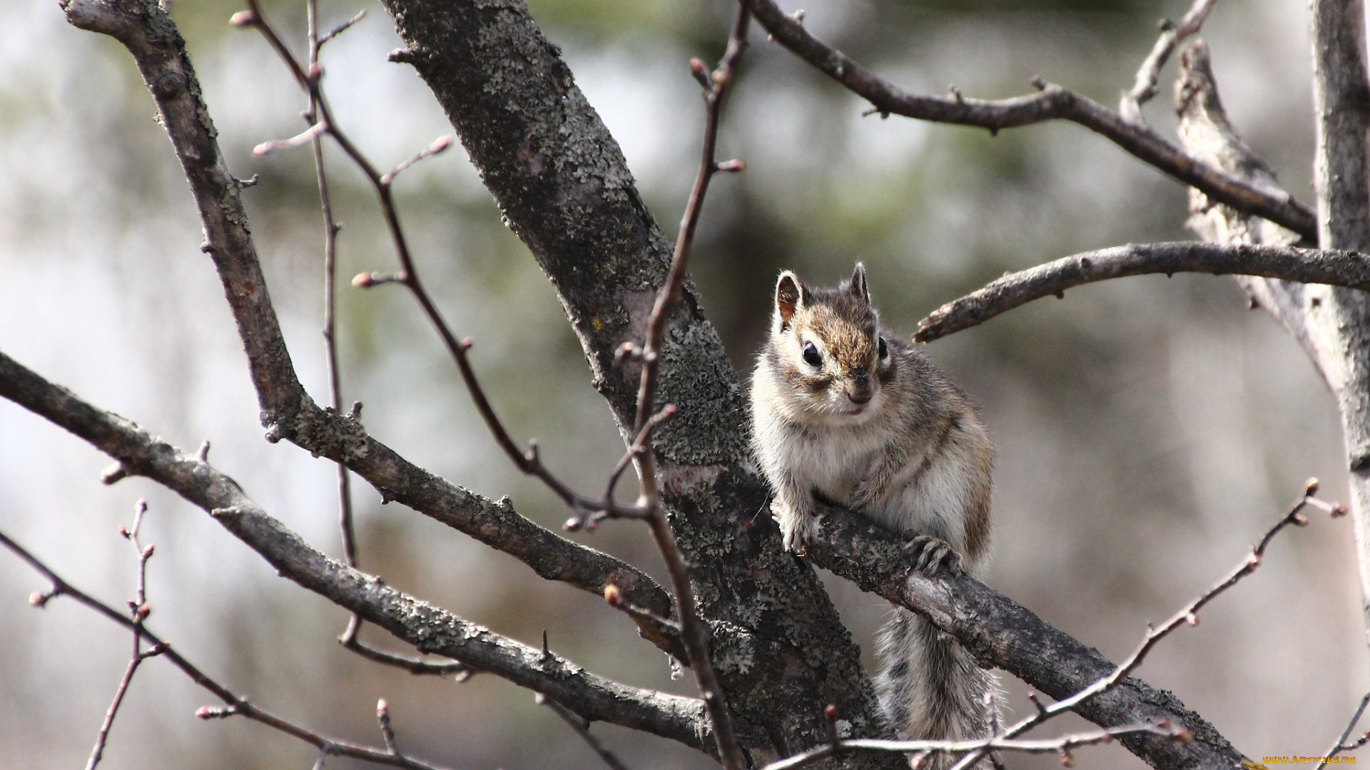 животные, бурундуки, весна, грызуны, дальний, восток, дача, дикие