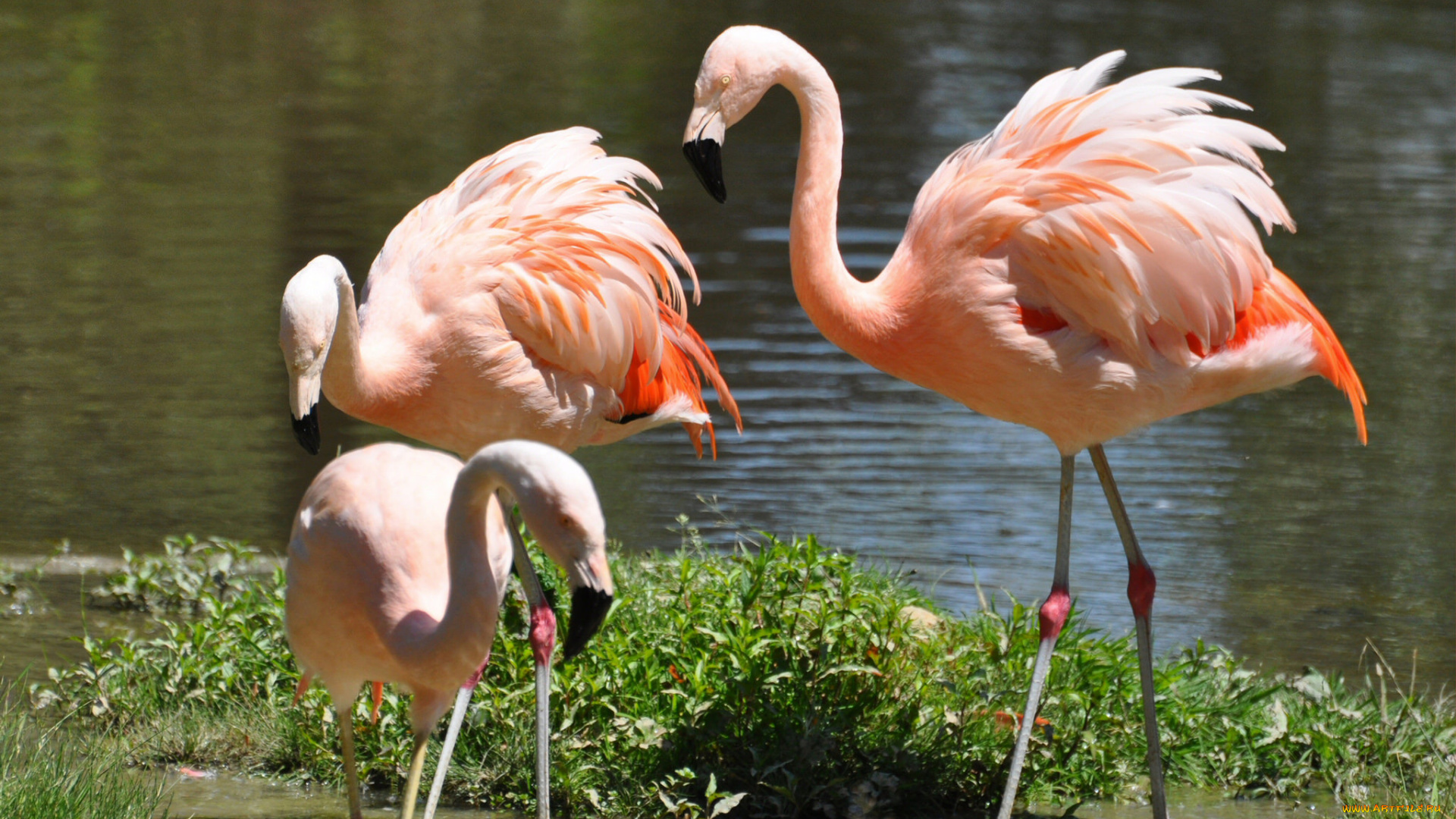 животные, фламинго, много, розовый, вода, природа