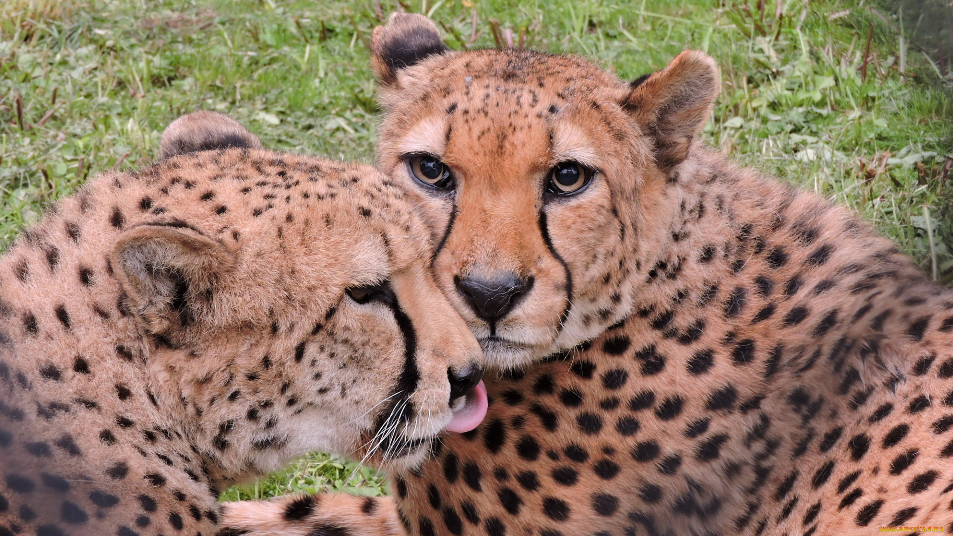 животные, гепарды, фото, любовь, пара, дикие