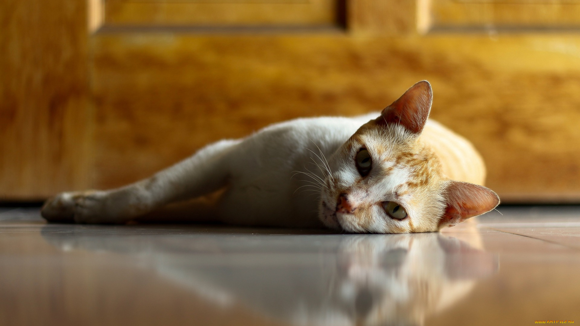 животные, коты, морда, отдых