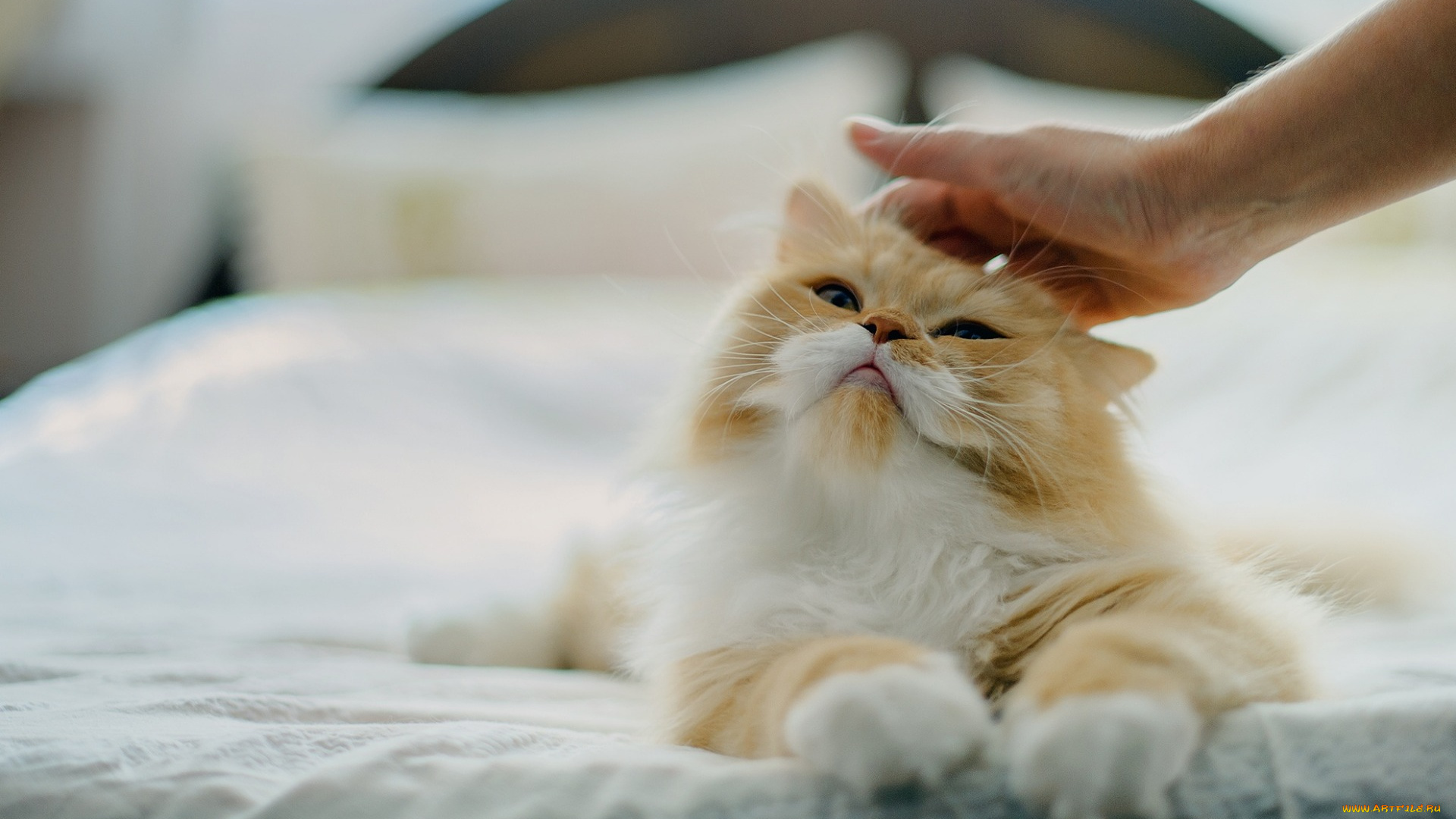 животные, коты, отдых, кровать, ласка, рука, морда