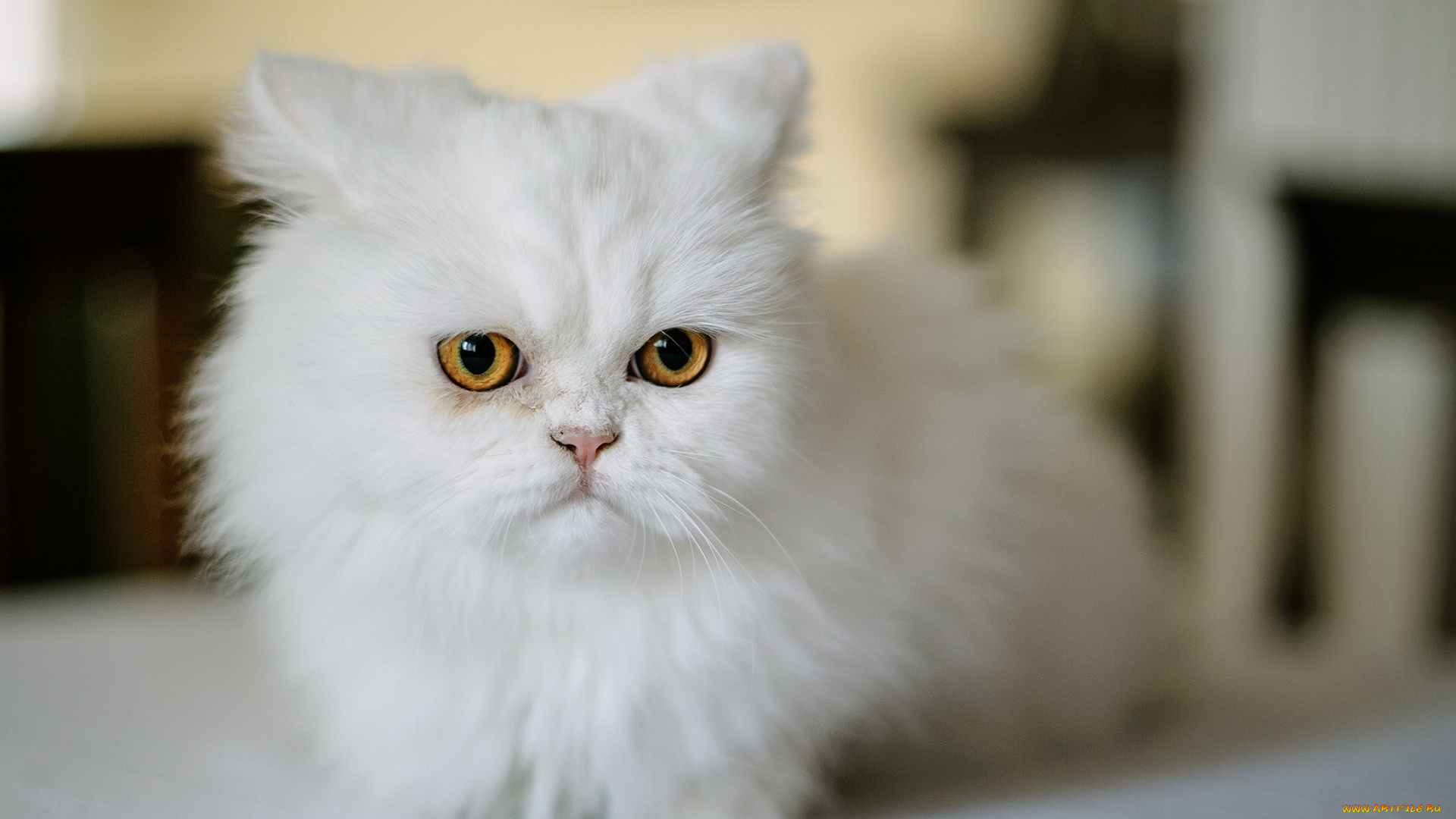 животные, коты, отдых, морда, белый, цвет