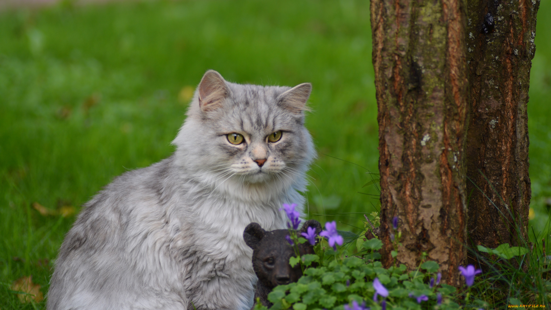 животные, коты, природа, цветы, пушистик, травка, киса