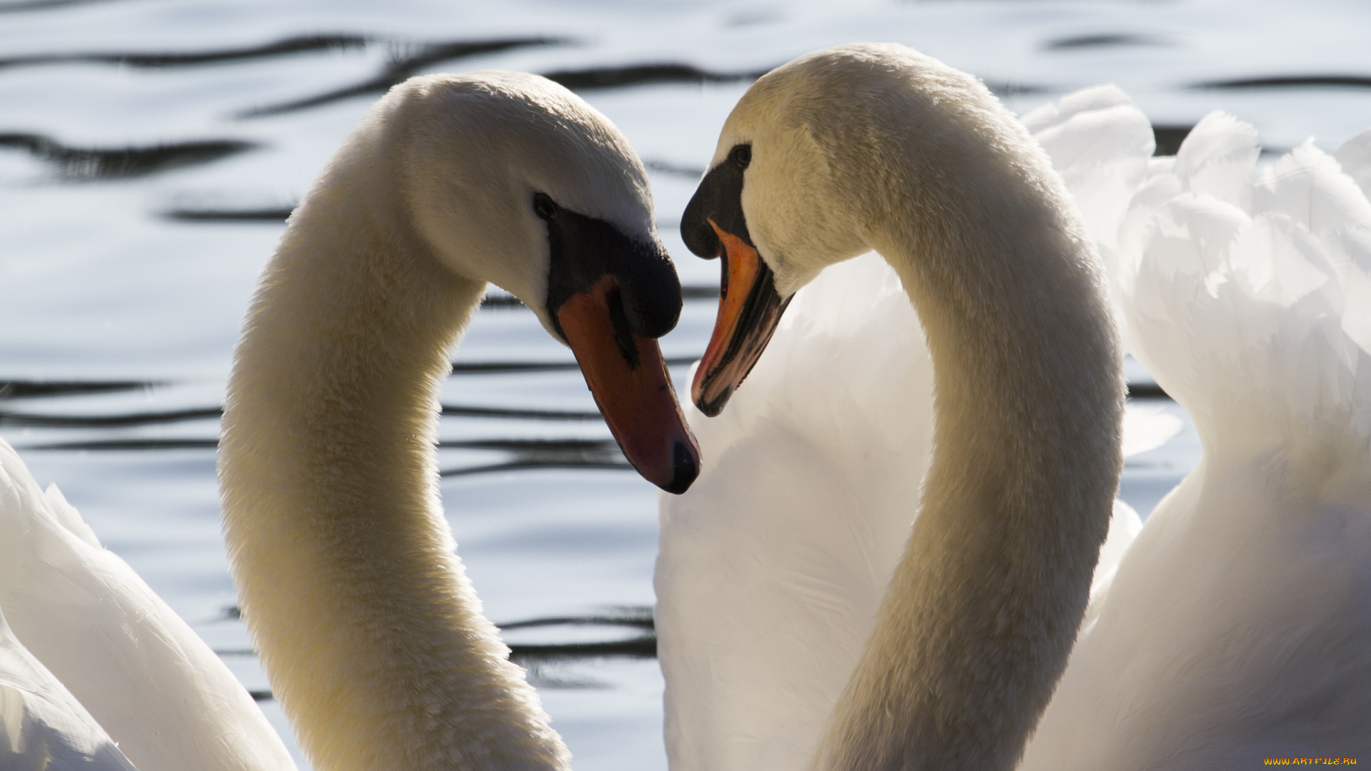 животные, лебеди, лебедь, окрас, перья, птица