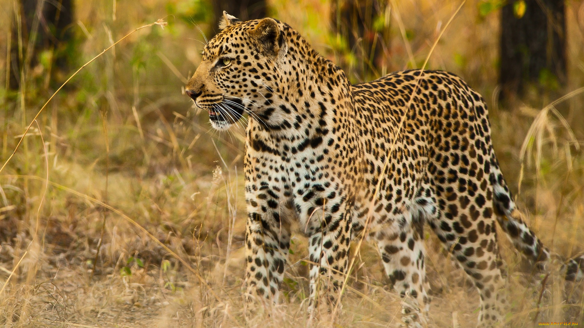 животные, леопарды, деревья, трава, анфас